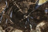 Petrified Wood (Schinoxylon) Round - Blue Forest, Wyoming #377561-1